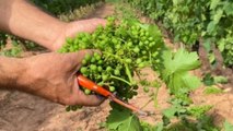 La cosecha en verde regresa en julio a La Rioja