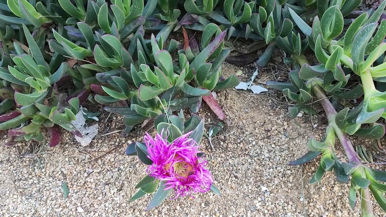 Planta cuchillo, cuidados y reproducción