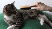 Cat Loves Being Brushed (4)
