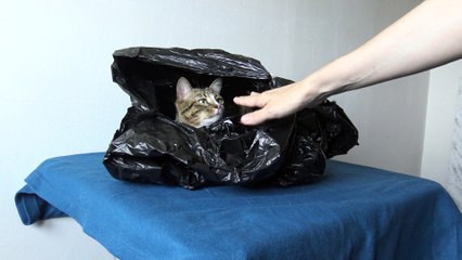 Funny Cat Found a New Hiding Place (1)