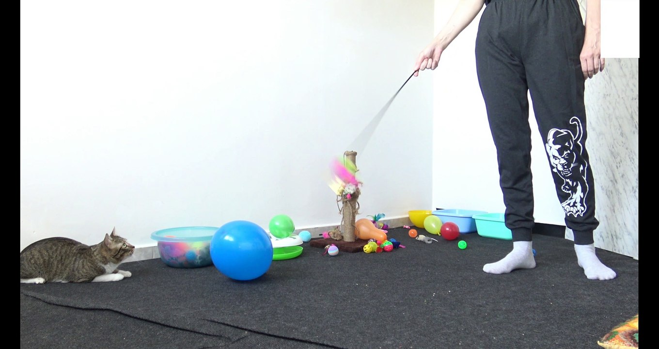 The Cat Playground (2)