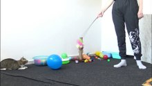The Cat Playground (2)