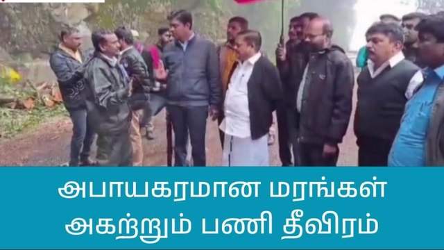 நீலகிரி: அபாயகரமான மரங்களை அகற்றும் பணி தீவிரம்!