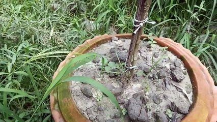 বাংলা চটি গল্প Vlog 53 | of advanced varieties of neem treess@Alisha