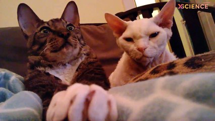 5 Ras Kucing Terpintar di Dunia