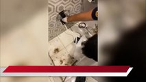 Otelin tuvaletinin pis su borusuna sıkışan yavru kediyi itfaiye kurtardı