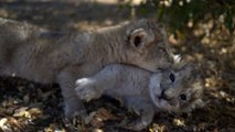 Isabel y Víctor, los primeros leones concebidos por inseminación artificial