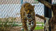 Organizaciones internacionales suscribieron un pacto para salvar al felino más grande de América El jaguar