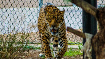 Organizaciones internacionales suscribieron un pacto para salvar al felino más grande de América El jaguar
