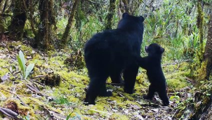 Colombian coffee growers call truce with indigenous bear