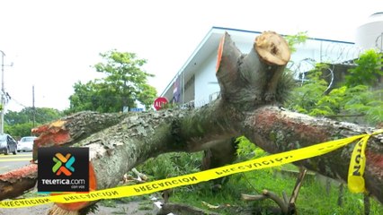 tn7-vecinos-de-turrucares-se-llevaron-susto-tras-caida-de-arbol-070723