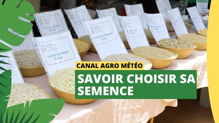 Burkina Faso : Savoir choisir sa semence