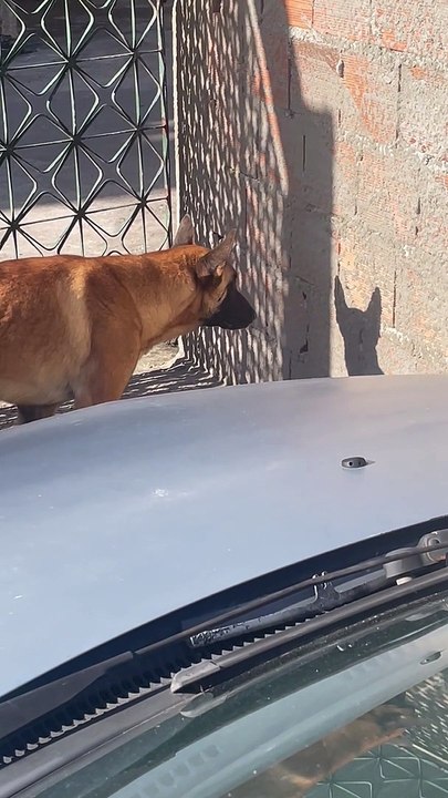 Dog Stares Down His Own Shadow