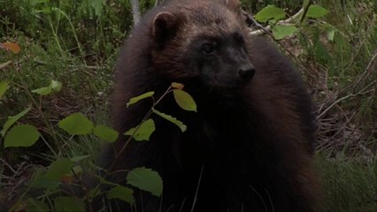 Wolverines Are Making a Surprising Comeback in the US