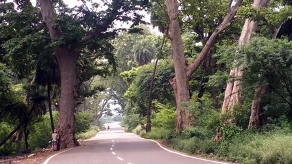 लुप्त होते जा रहे ताल के पेड़, संवारने की जरूरत