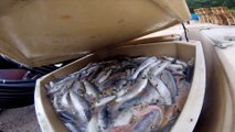 Fish farm on Loch Broom high salmon deaths