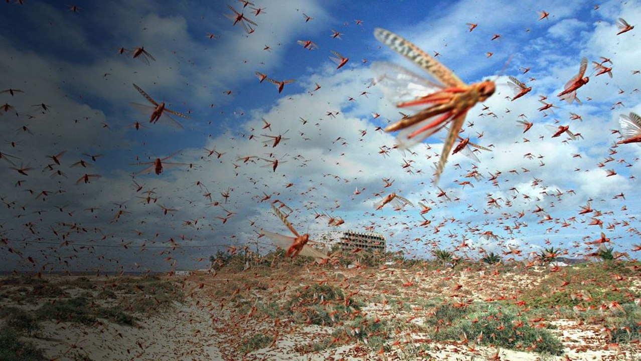 What If a Massive Locust Swarm Attacked Your City? - video Dailymotion