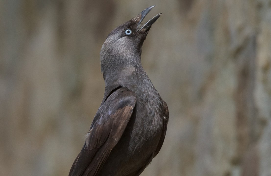 Birds get 'divorced' due to affairs