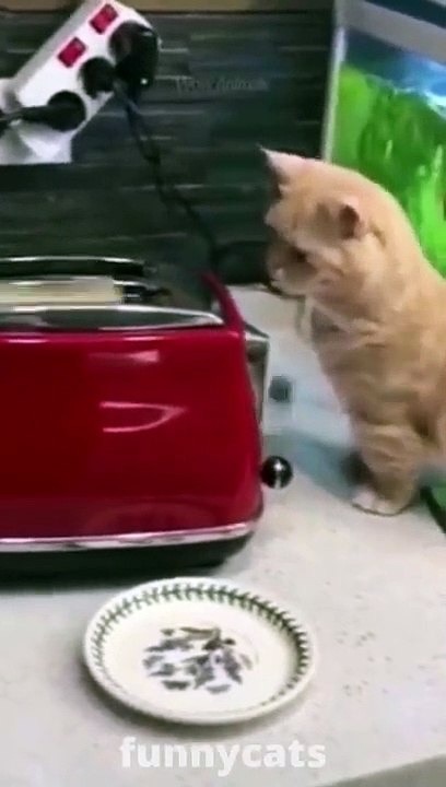 Best Funny Animal Videos  - Funniest Dogs And Cats Videos 2023