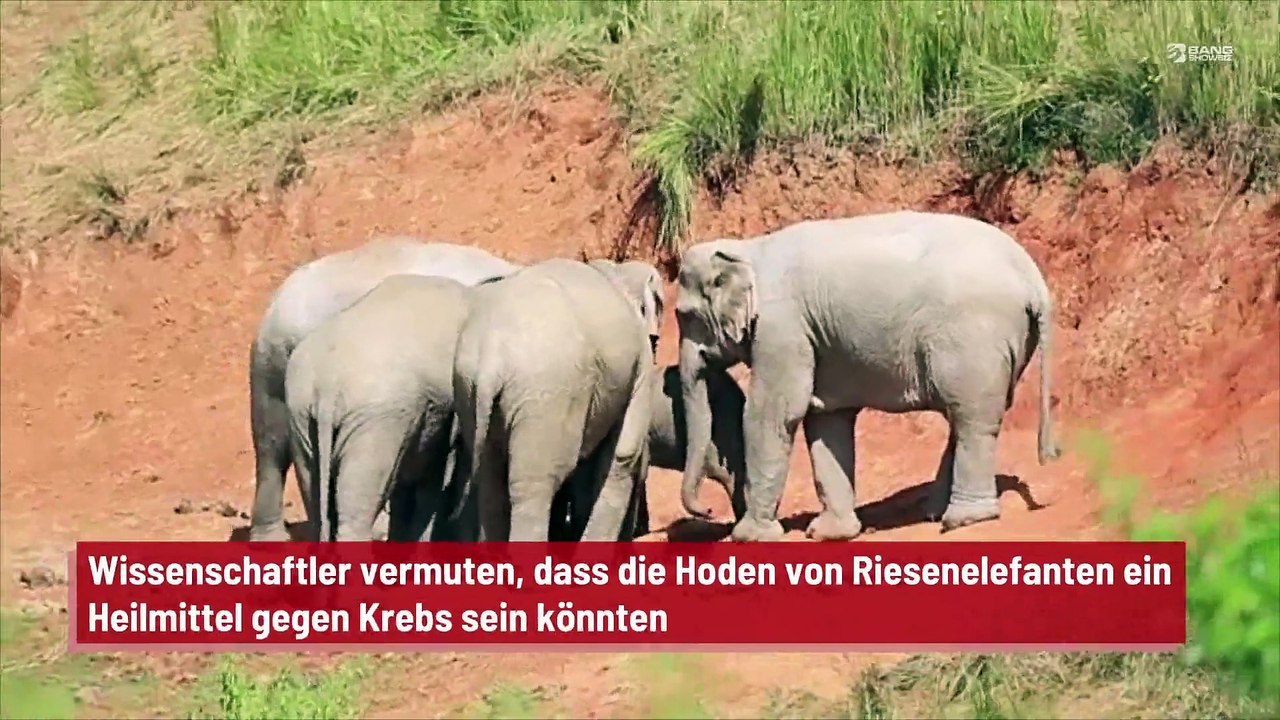 Wissenschaftler vermuten, dass die Hoden von Riesenelefanten ein Heilmittel gegen Krebs sein könnten