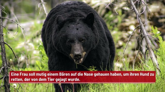 Frau schlägt einem Bären auf die Nase, um ihren Hund zu retten