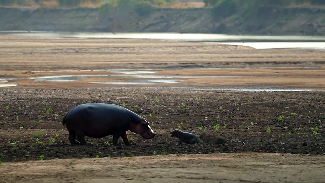 Baby hippo attacked by leopard