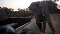 Elephant close encounter