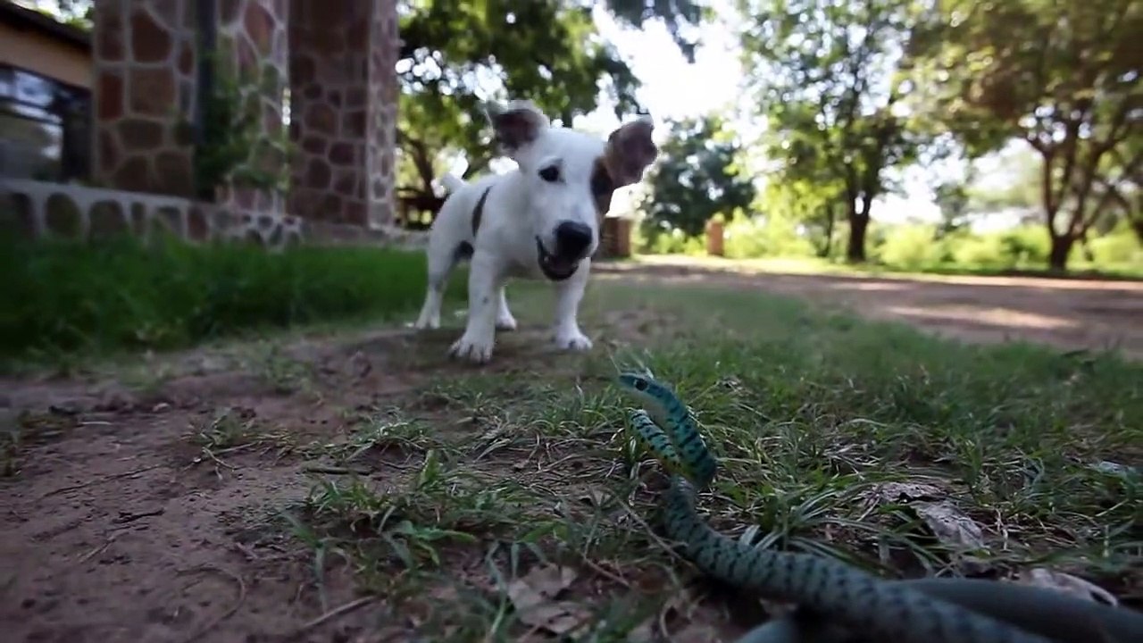 snake vs dogs