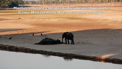 Zambia Elephant poaching