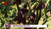 Ley del Cacao en Venezuela impulsa la industria chocolatera hacia nuevos horizontes