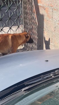Dog Stares Down His Own Shadow