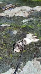Puppy Cools Off in River