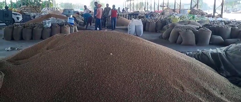 राज्य में दस लाख मीट्रिक टन गेहूं खरीद का लक्ष्य, खरीद हुई 4.37 लाख मीट्रिक टन