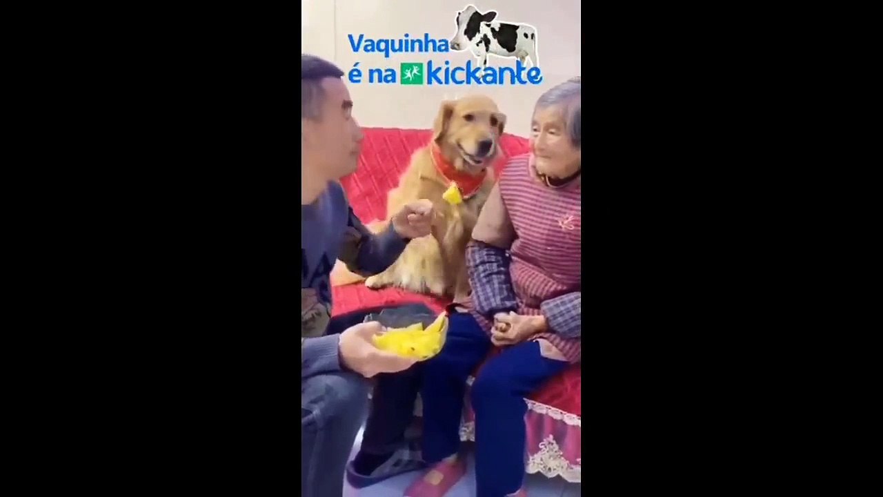 The Unbelievable Antics of Hilarious Animals: Prepare to Laugh Out Loud!