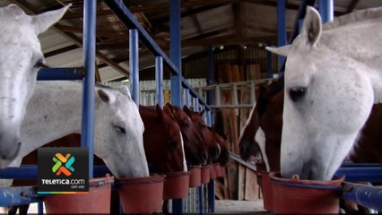 tn7-Seguridad Pública apostará a la cría y reproducción de sus caballos-070723