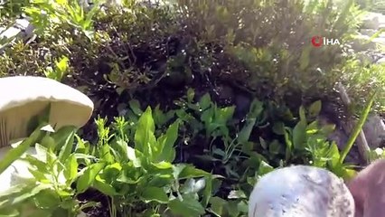 İsviçre Alperi değil, Munzur Dağı'ndaki Merg Yaylası