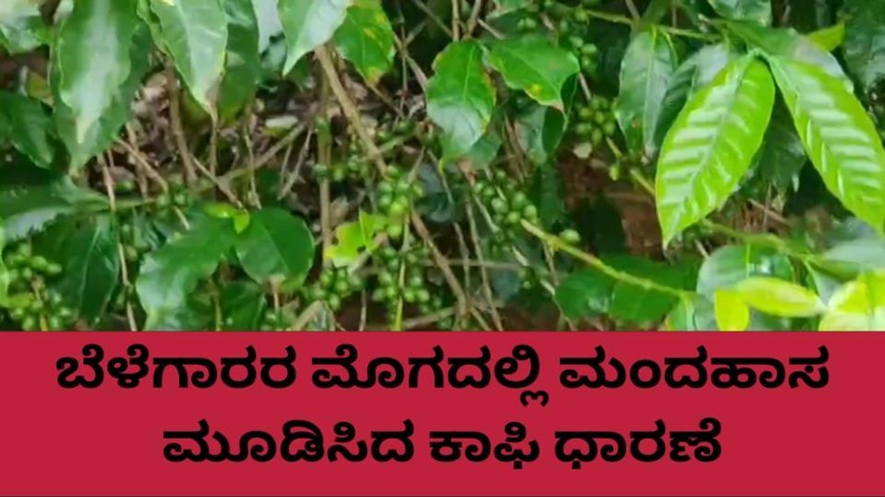 ಕೊಡಗು: ಇಂದಿನ ಕಾಫಿ ಧಾರಣೆ ಹೇಗಿದೆ ಗೊತ್ತಾ..?