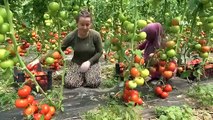 La récolte de tomates a commencé à Amasya