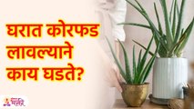 कोरफड घरात लावणे शुभ की अशुभ? | Aloe Vera Vastu Shastra Tips in Marathi | KA3