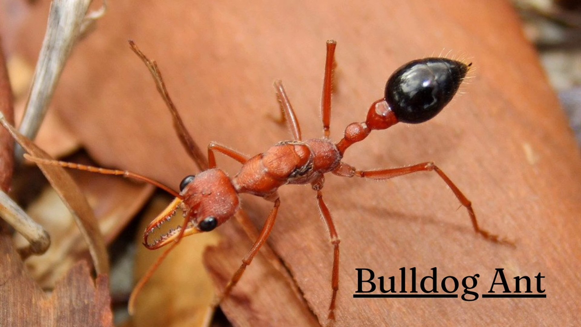 Killer BullDog Ant - video Dailymotion