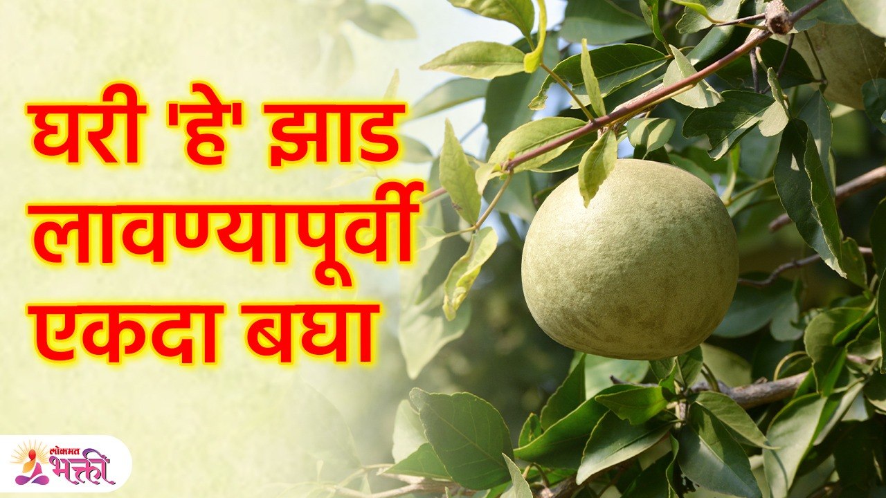 घरात 'हे' झाड लावणे शुभ की अशुभ, फायदे, याची पाने कधी तोडावी कधी तोडू नये? Lucky Plants | SG3
