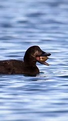 Scoter Swallows Clam Whole