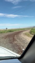 Cricket Swarms in Colorado