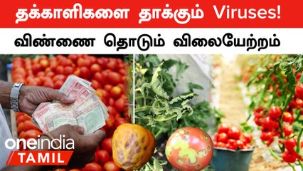 Tomatoes Price Hike-ன் காரணமான Viruses! ToLCV, CMV,ToMV பற்றி Explanation