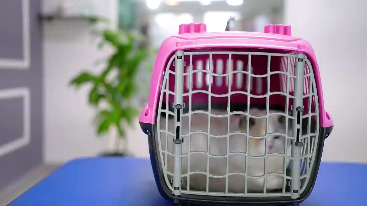 I've never seen a cat with such pretty blue eyes and pink nose! ✂️❤️