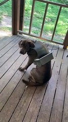 Bentlee Gets Stuck In Doggy Door