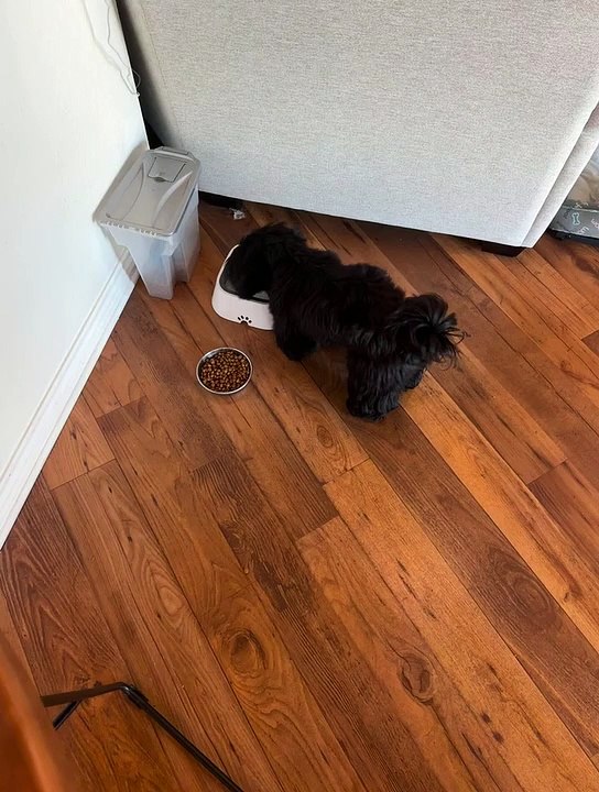 Shih Tzu's Unusual Way To Drink