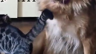 German Shepherd Meets Tabby Kitten
