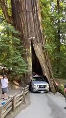 Car Scrapes Through Redwood Trunk