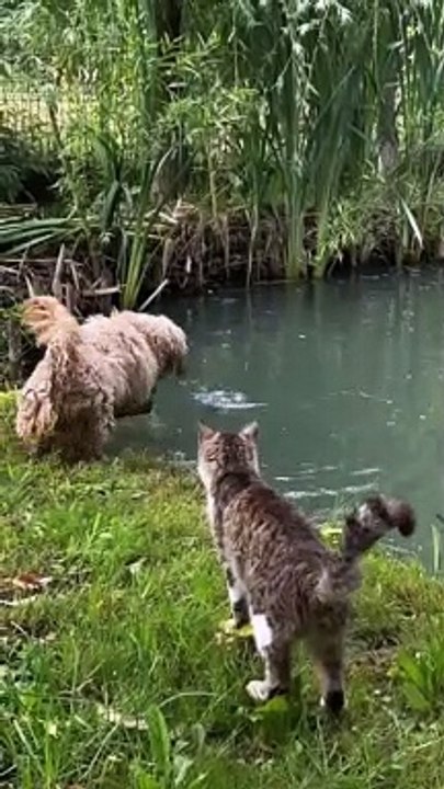 Bobi Almost Catches Fish
